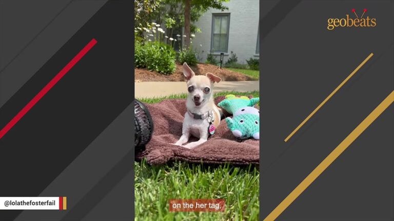 Three-Pound Tennessee Pup Spent Years Confined To A Bathtub, And Her Unusual Walk Still Tells The Story