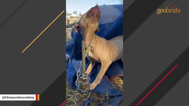 Texas Dog Was Chained Outdoors And Forced To Drag A Heavy Logging Chain Everywhere He Went