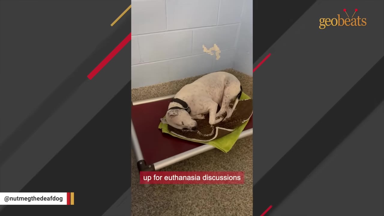 A white dog with black spots curled up tightly on a small dog bed inside a concrete kennel.