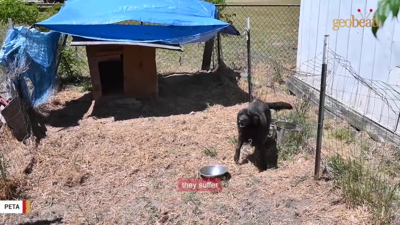 A black dog stands alone in a dirt enclosure next to a wooden doghouse covered by a blue tarp.