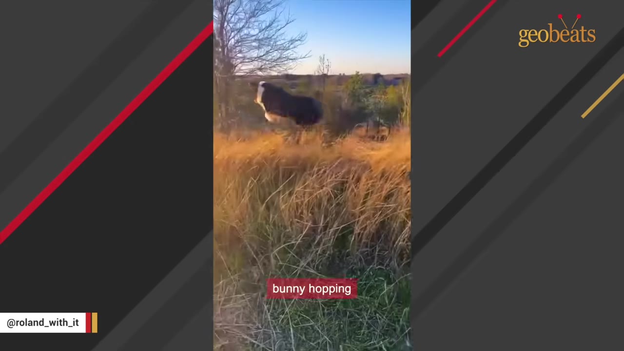 A black and white dog mid-leap, bunny hopping through tall dry grass in a field.
