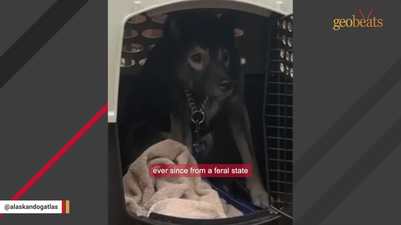 A black and tan dog sits inside a plastic pet carrier crate with a beige blanket, looking out with wide, anxious eyes.