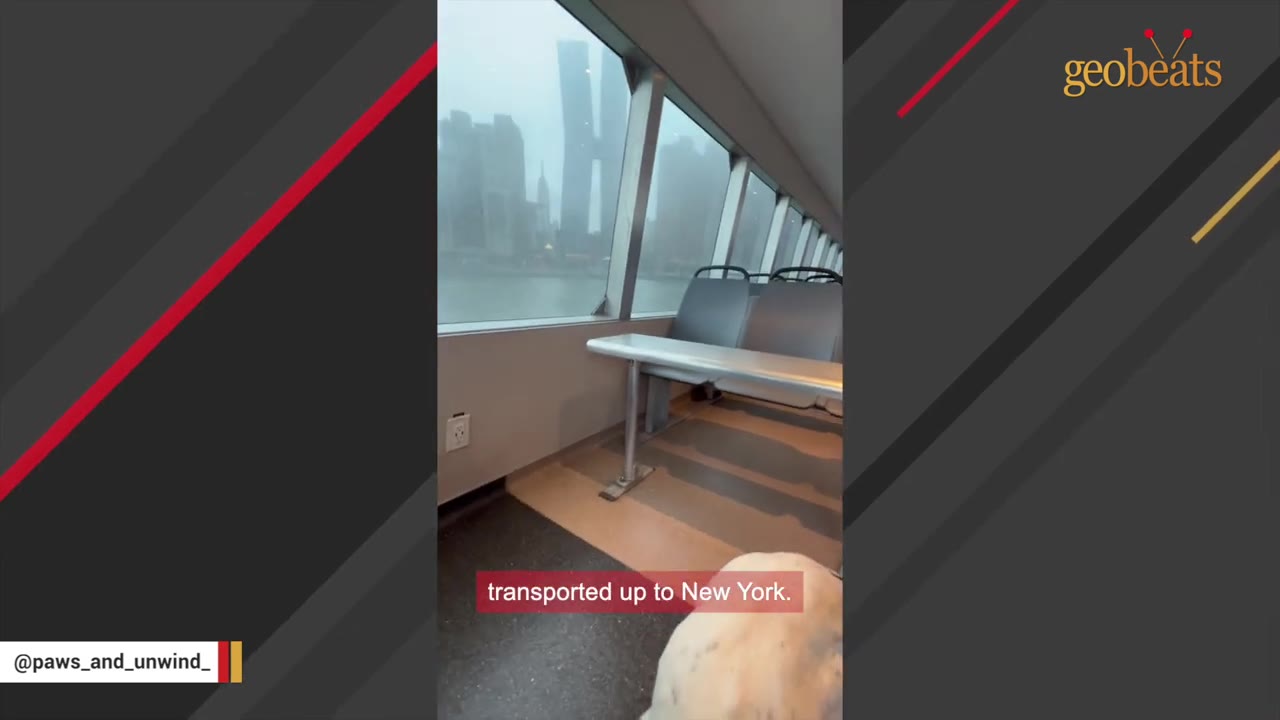 A view from inside a passenger ferry looking out the window at a foggy city skyline, with the back of a white dog visible in the foreground.