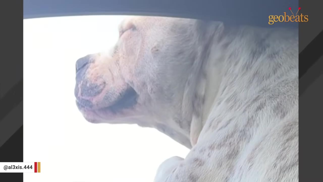 A close-up of a light-colored, spotted dog with its eyes closed, enjoying the breeze from a car window.
