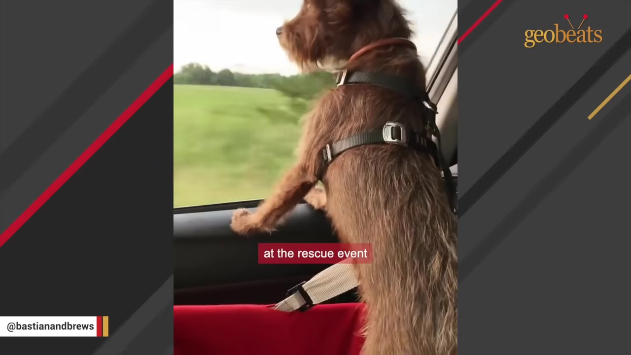 A small brown scruffy dog wearing a black harness looks out of an open car window at a green field.