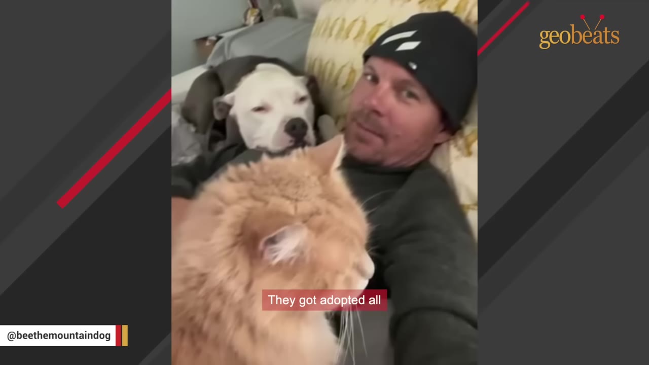 A man wearing a black beanie lies on a bed next to a white dog and a fluffy orange cat, with a caption that reads 'They got adopted all'.
