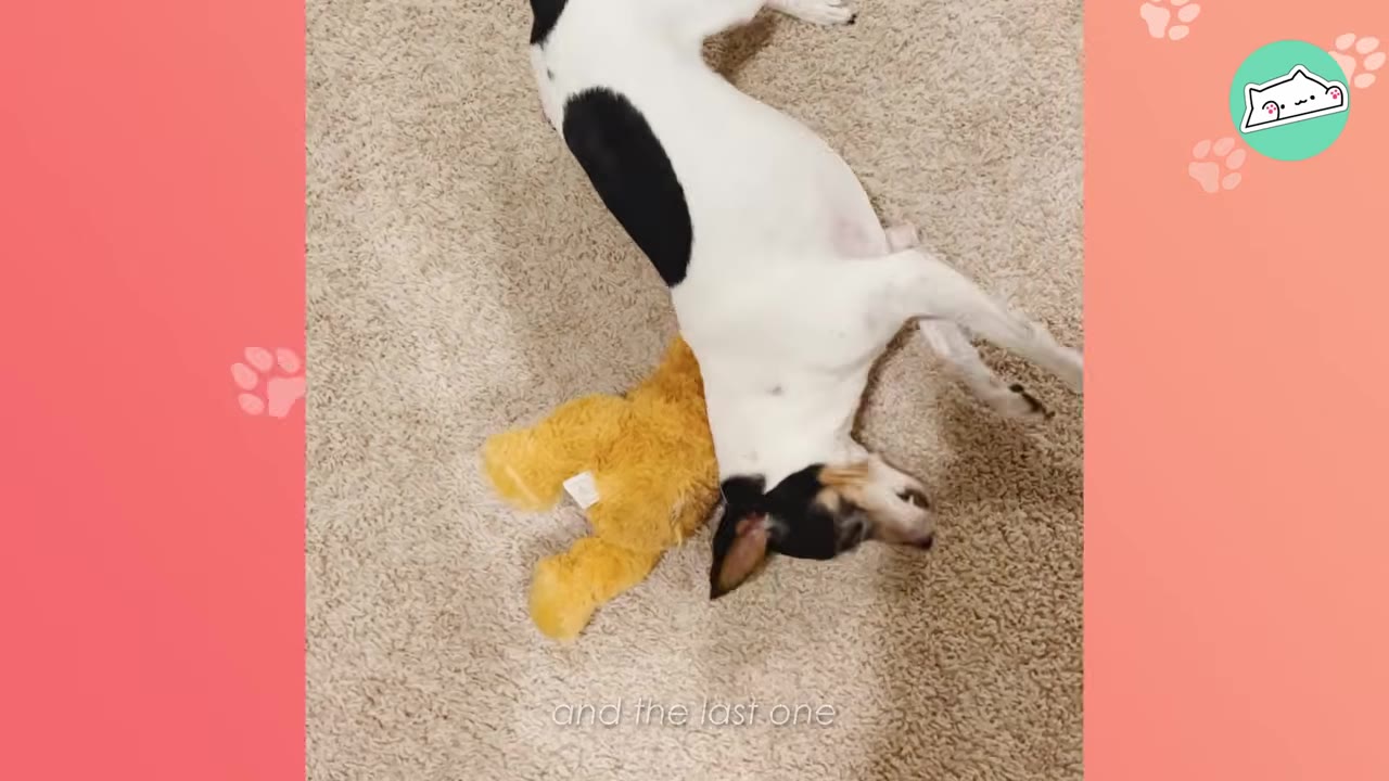 A black and white dog lying on its back on a beige carpet next to a yellow plush toy.
