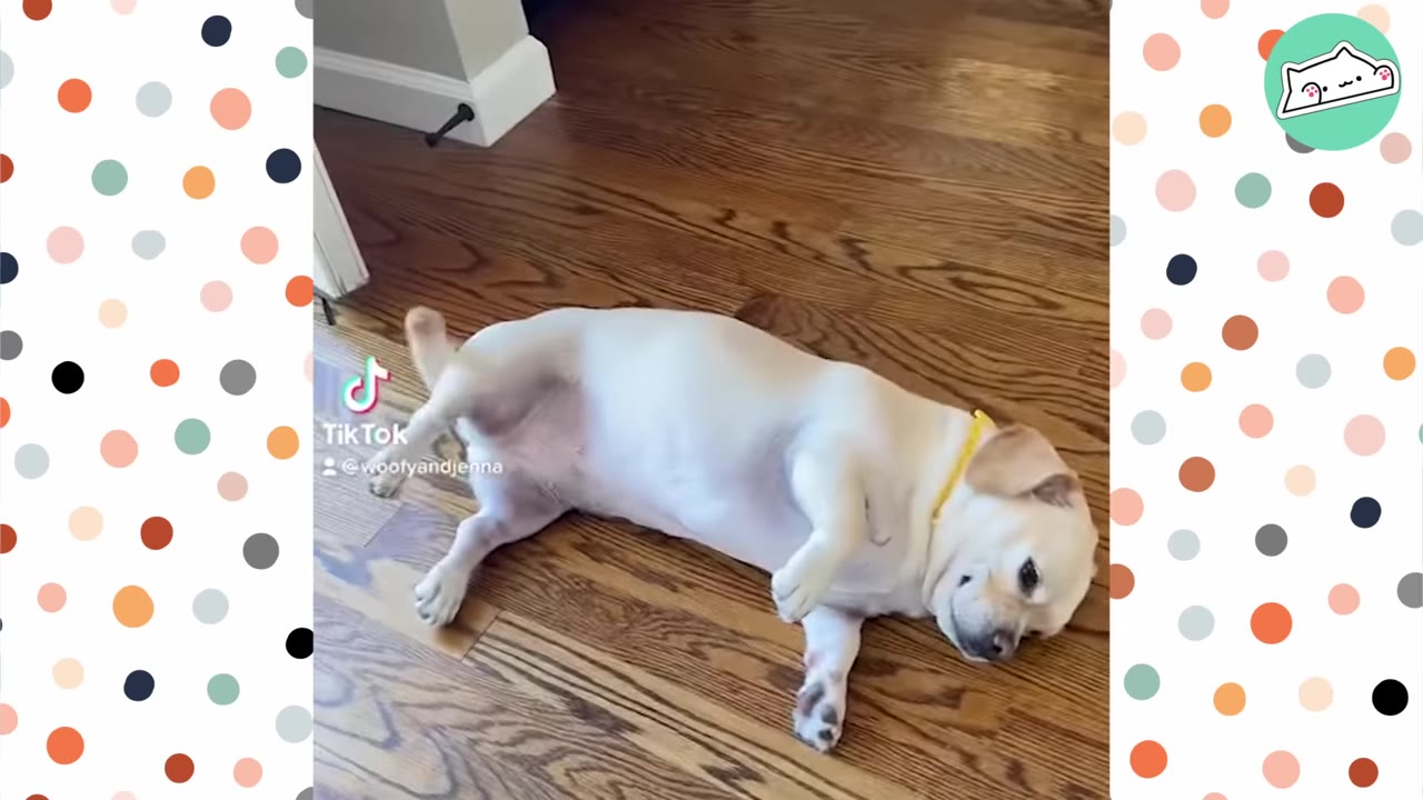 A light-colored, stout dog with short legs lies on its back on a wooden floor, looking towards the camera.
