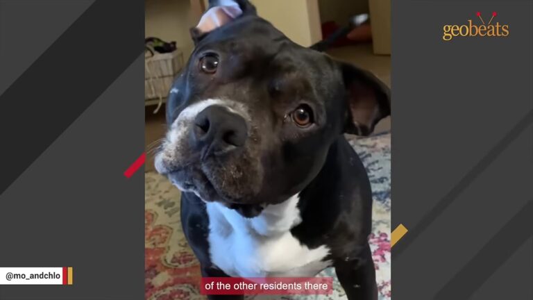 Ohio Dog With Scars On Her Cheeks Spent The Longest Time At The Shelter For One Heartbreaking Reason