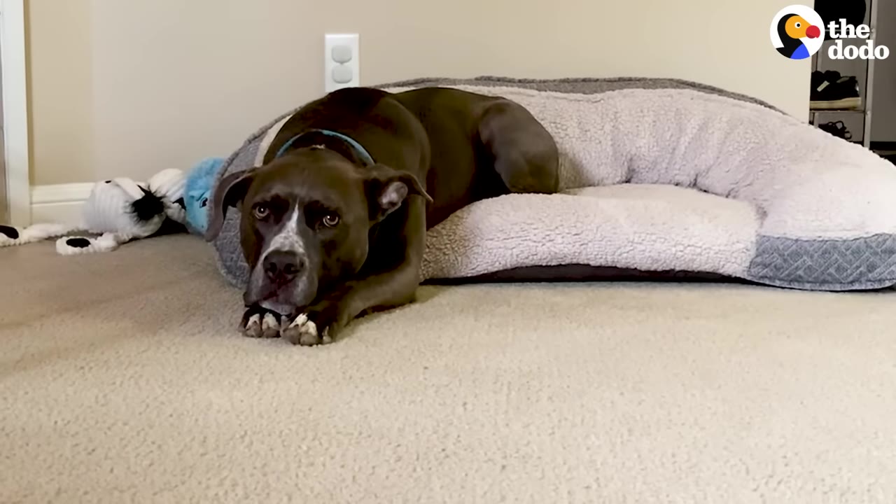 A gray and white dog lies on a plush dog bed, looking directly at the camera with a calm expression.