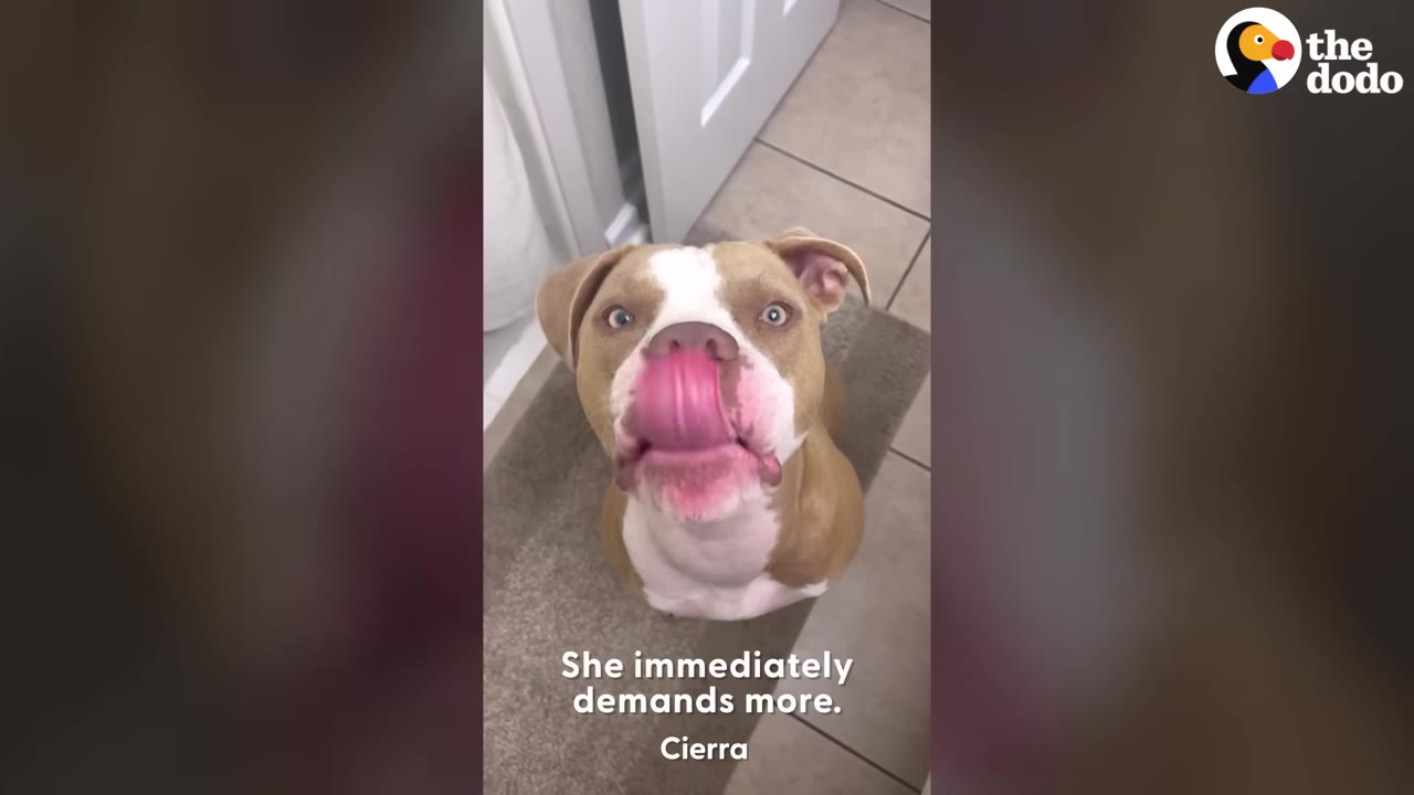 A tan and white dog sits on a bathroom rug, looking up with wide eyes and licking its nose, with text overlay reading 'She immediately demands more.'