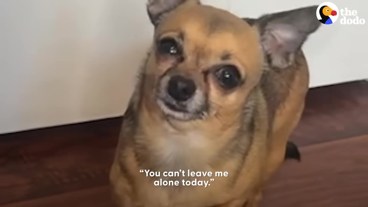 A small tan chihuahua looks up with wide, pleading eyes and a tilted head, conveying a dramatic expression.