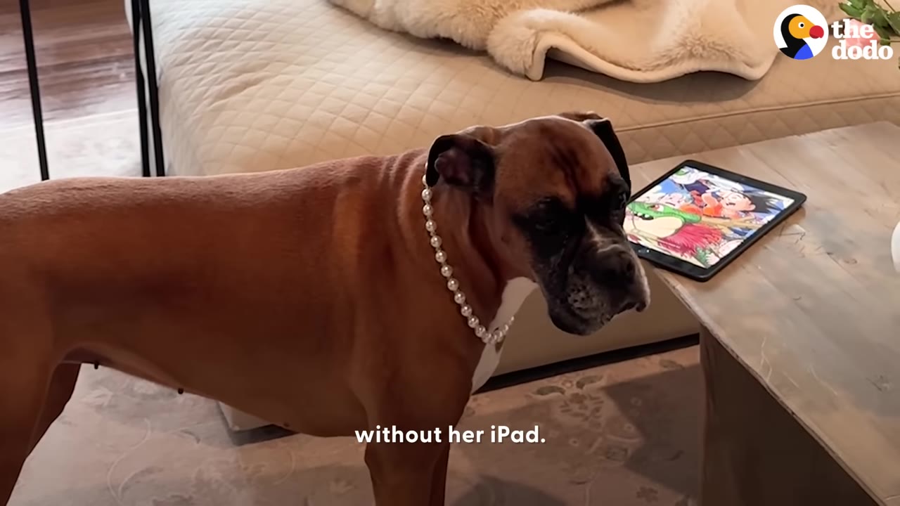 A brown boxer dog wearing a pearl necklace stands next to a wooden coffee table where an iPad displaying a colorful cartoon is resting.