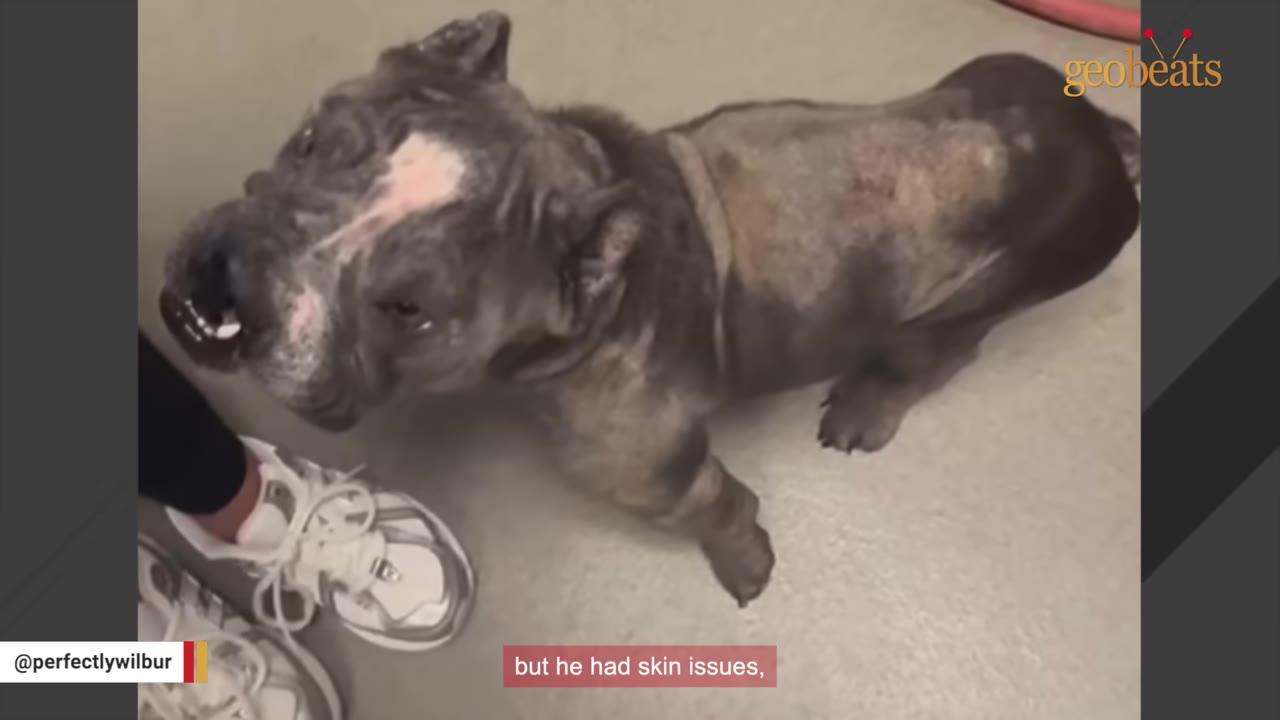 A small, dark-colored dog with visible skin issues and hair loss on its back stands on a light floor, looking up.