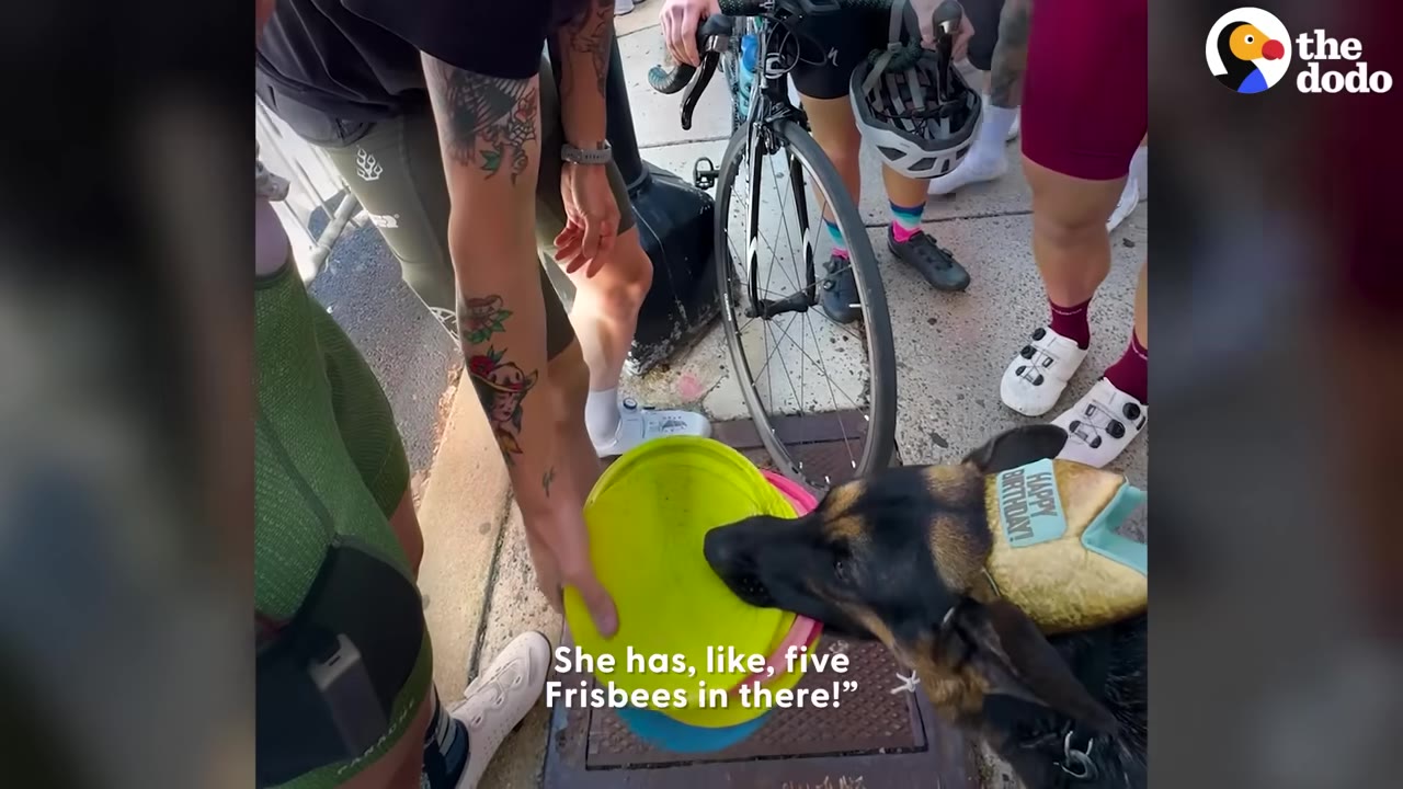 A German Shepherd wearing a birthday hat holds several colorful frisbees in its mouth while a person with tattooed arms holds the edge of a yellow frisbee, surrounded by people with bicycles on a sidewalk.