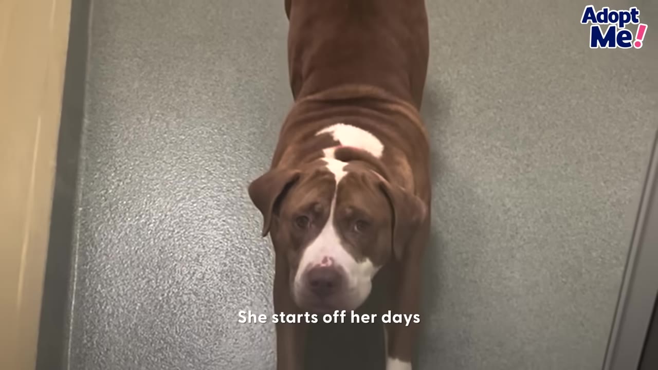 A brown and white dog looking up at the camera in a shelter hallway, with the text 'She starts off her days' on the screen.