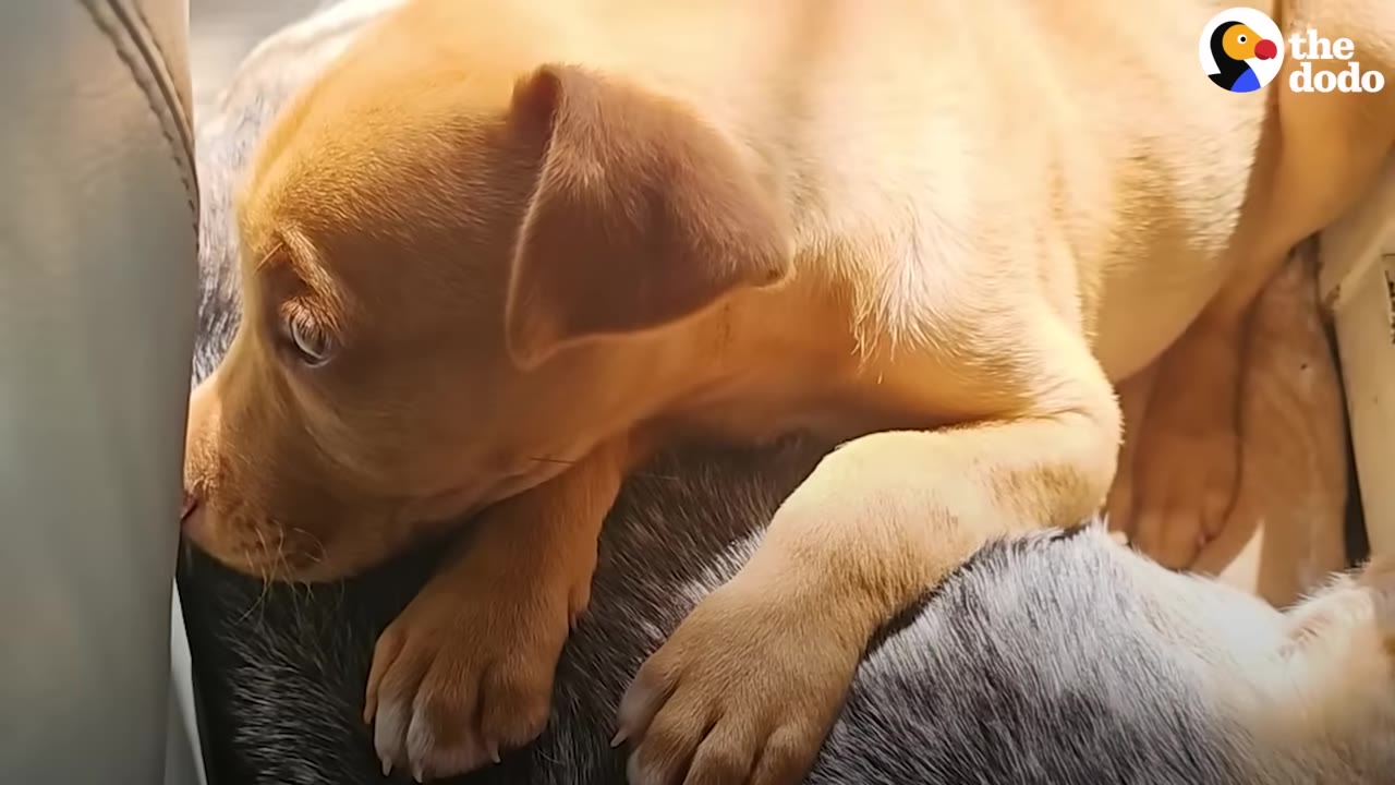 A close-up shot of a light brown puppy resting its head and paws on a grey speckled dog.