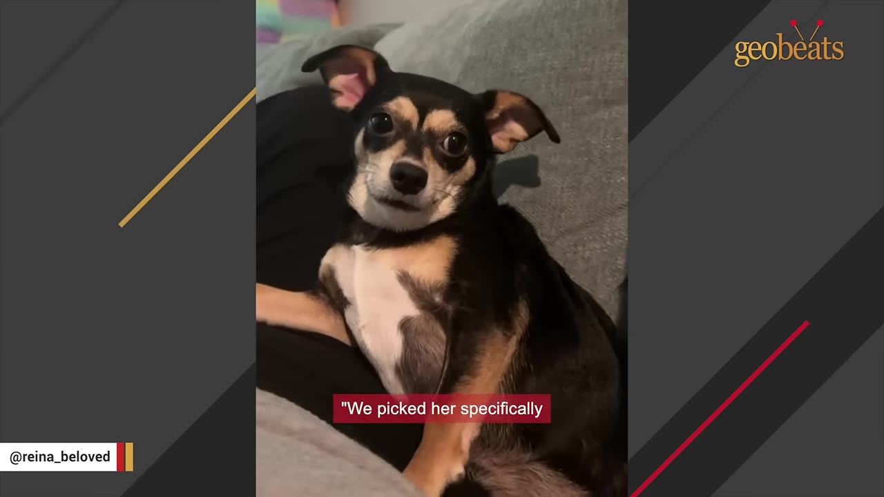 A close-up of a small black and tan dog with large ears looking directly at the camera while resting on a grey couch.