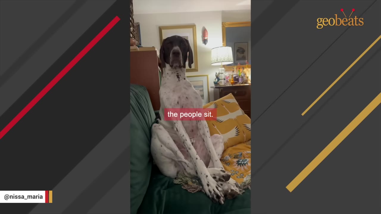 A German Shorthaired Pointer sitting upright on a green couch like a human, with its hind legs spread and front paws resting between them.