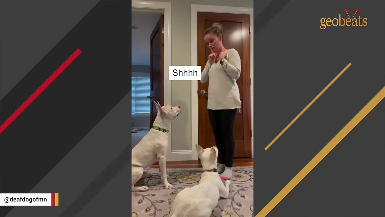 A woman stands in a hallway signing to two white dogs who are looking up at her attentively.