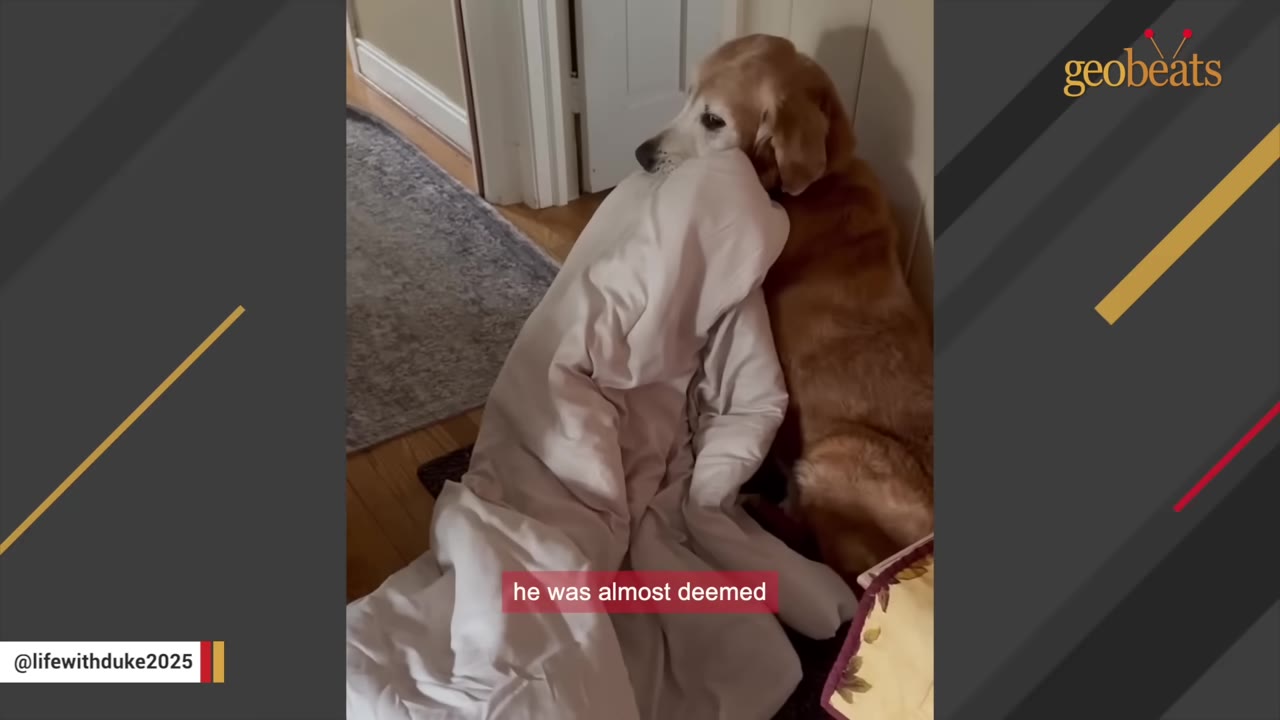 A golden retriever sits on a wooden floor next to a doorway, holding a large white blanket in its mouth with a sad expression.