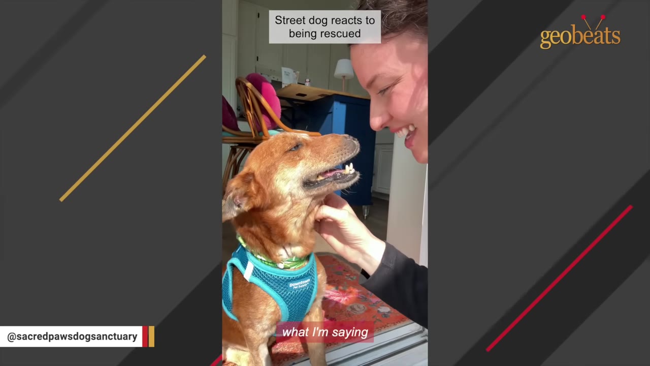 A woman gently scratches the chin of a brown dog with a misaligned jaw and visible teeth, who is wearing a blue harness.