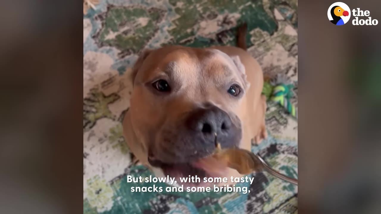 A close-up of a tan dog looking up and licking a treat off a spoon.