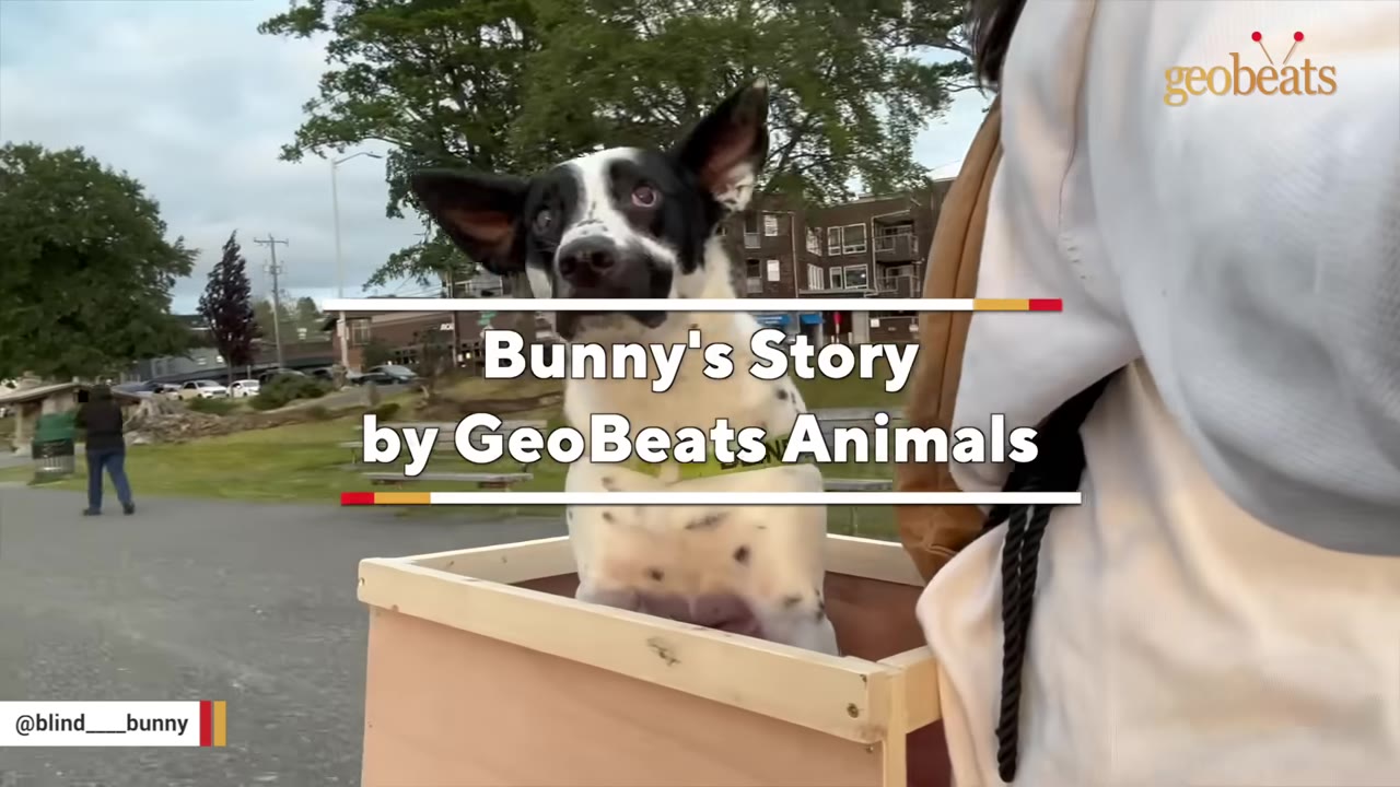 A close-up of a black and white dog with large ears looking up from inside a wooden cart.
