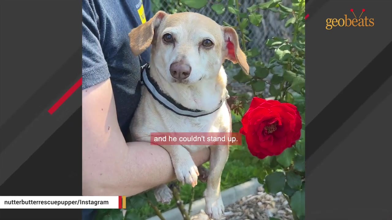 A small, light-colored senior dog with floppy ears is held in a person's arms next to a blooming red rose.
