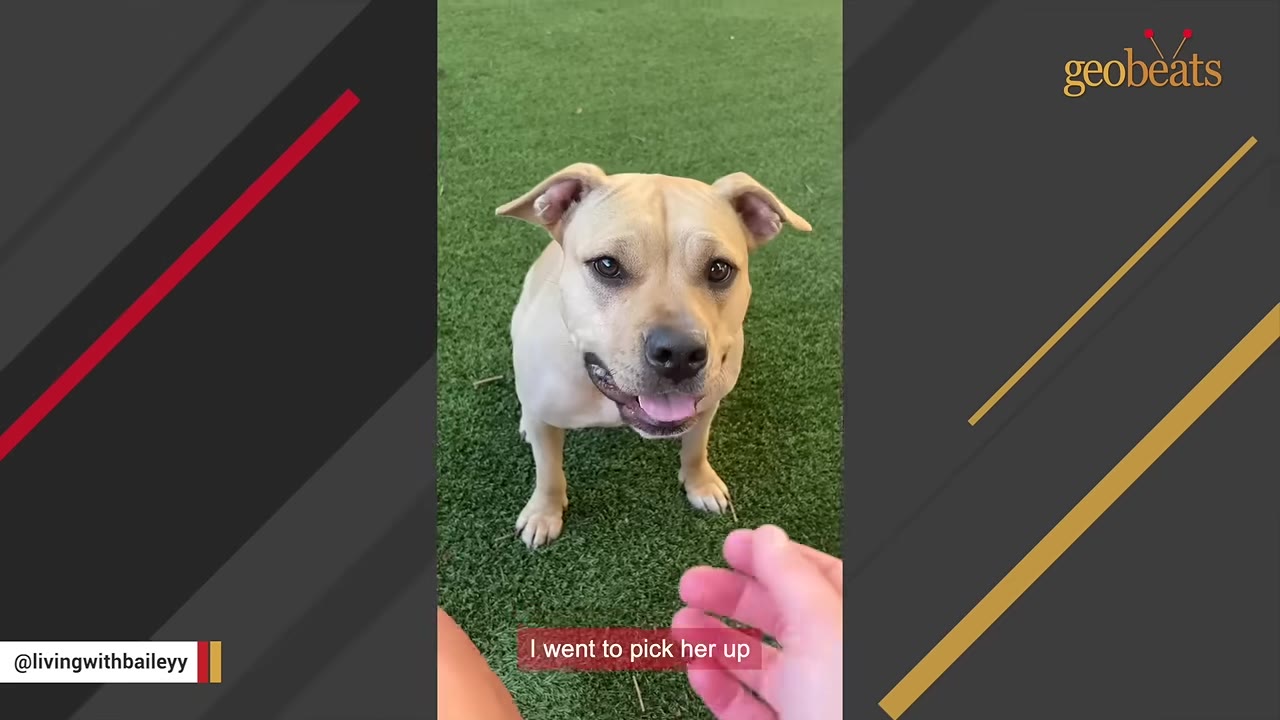 A light brown dog sitting on green artificial grass looks up as a hand reaches out to pet it, with a subtitle reading 'I went to pick her up'.