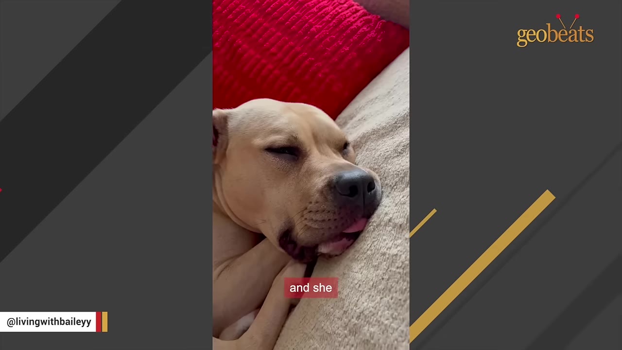 A tan dog rests its head peacefully on a beige cushion with its tongue slightly out.