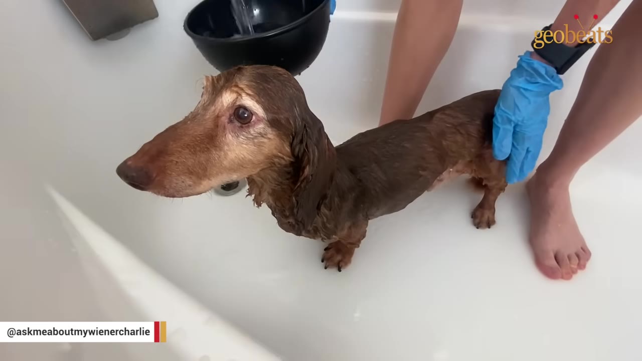 A wet, brown dachshund stands in a white bathtub while being bathed by a person wearing blue gloves.