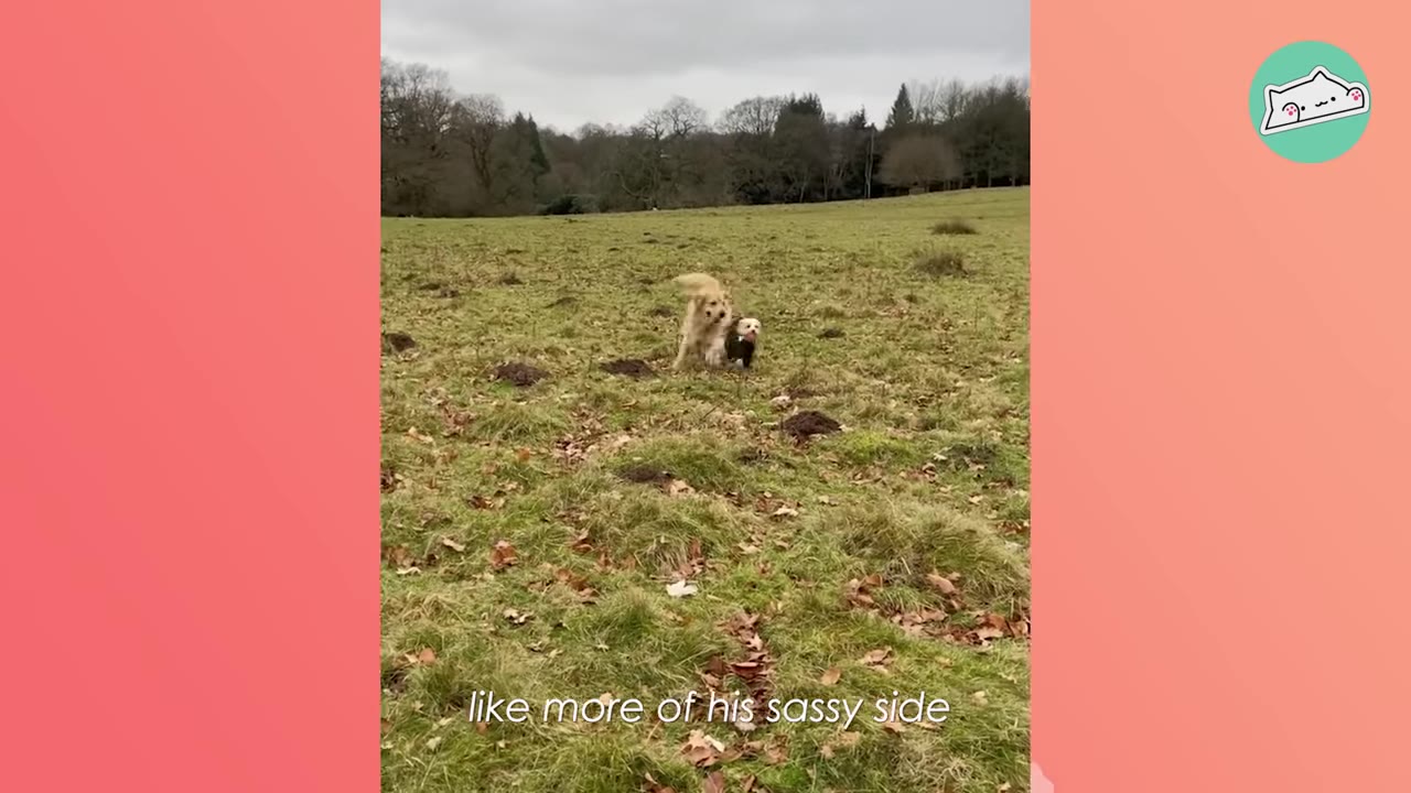 Two dogs playing together in a large grassy field under an overcast sky, with the text 'like more of his sassy side' at the bottom.