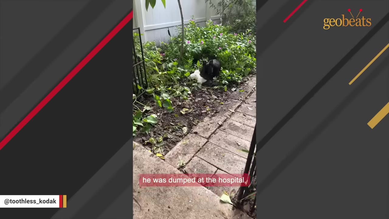 A black dog stands in a garden bed next to a stone pathway, with a text overlay that reads 'he was dumped at the hospital,'.