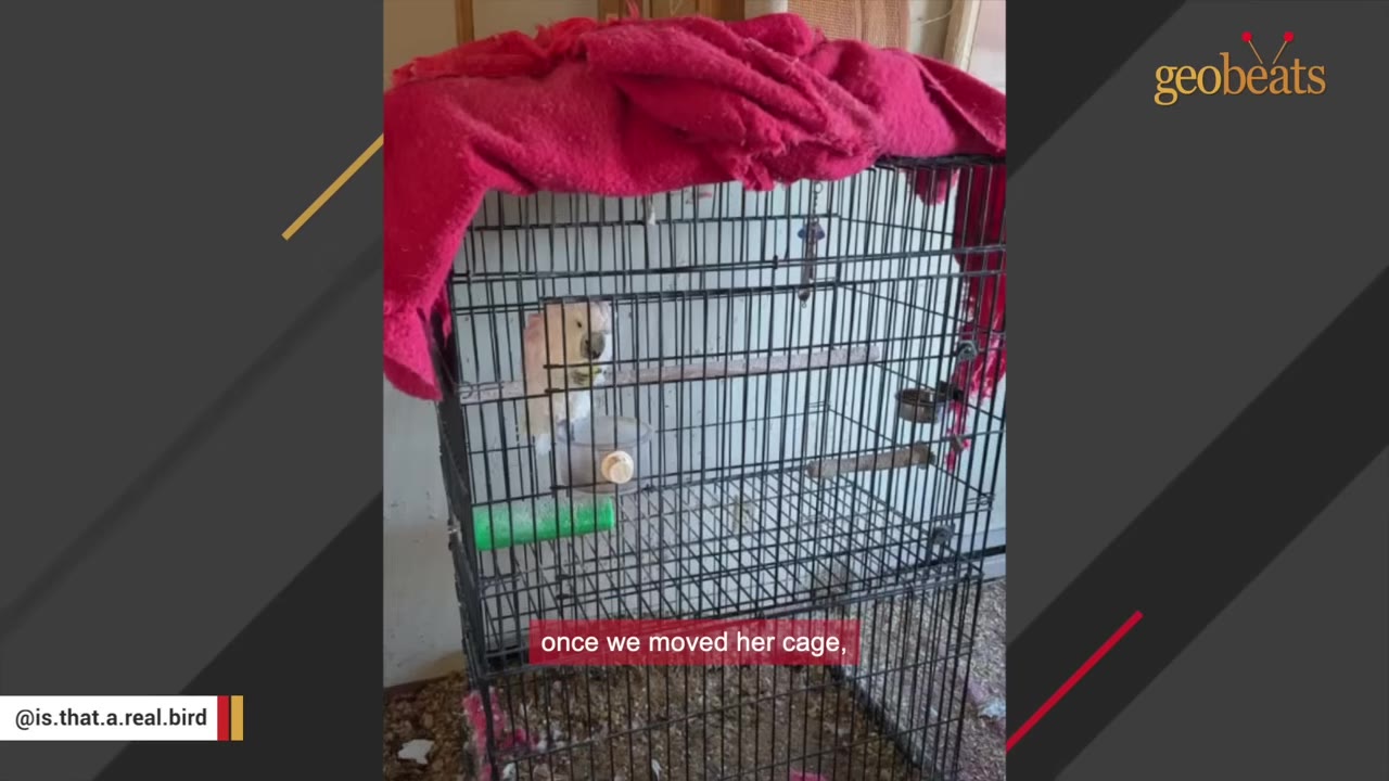 A white cockatoo inside a large black wire cage covered with a red blanket.