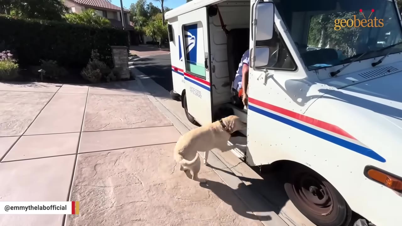 A yellow Labrador retriever jumps into the open side door of a white United States Postal Service mail truck parked on a driveway.