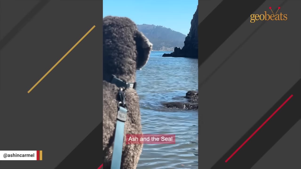 A dark curly-haired dog on a leash looks out at a seal swimming in the water near a rocky shoreline.