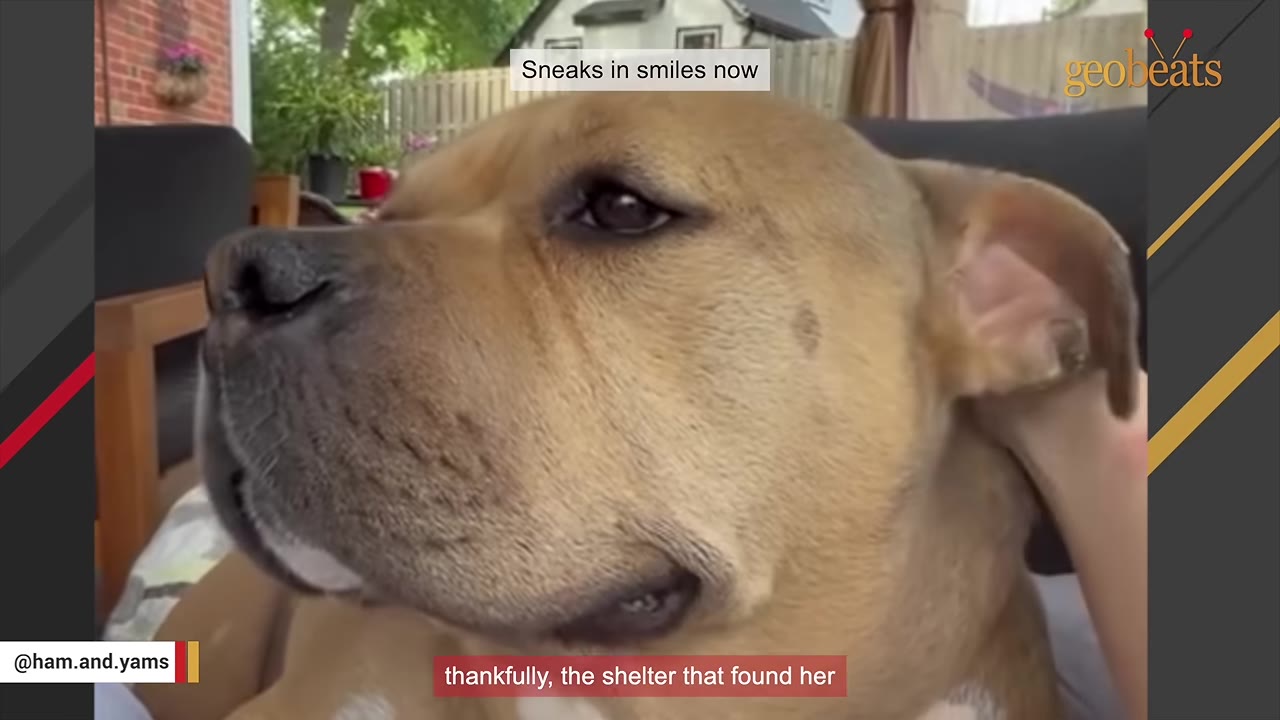 A close-up of a gentle tan dog being petted on the head by a person's hand.