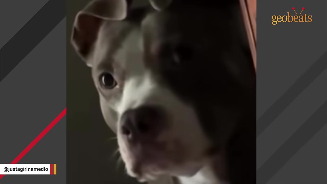 A close-up of a grey and white dog looking out with wide, cautious eyes.
