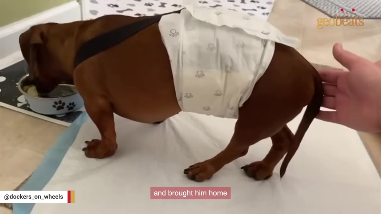 A brown dachshund wearing a white diaper stands on a training pad while eating from a bowl, as a person's hand gently touches its back.