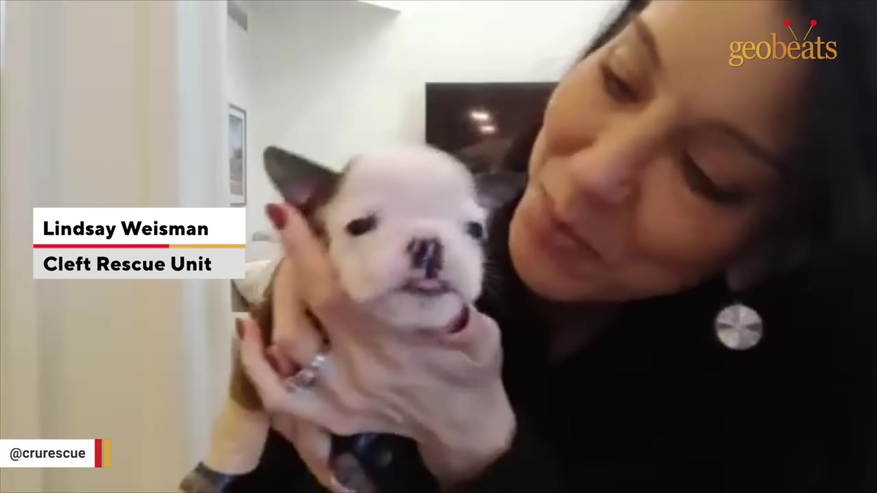 A woman holds a very small black and white puppy in her hands close to her face.
