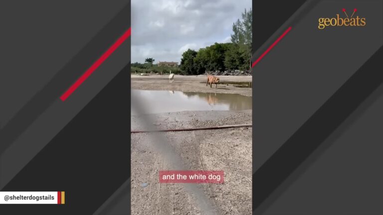 Florida Rescuer Visits A Known Dumping Ground And Spots One Scarred Dog Still Waiting There
