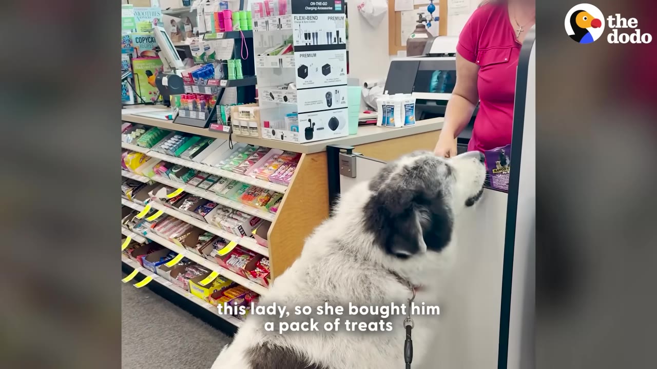 A large, fluffy white and grey dog stands at a store checkout counter, looking up at a woman in a pink shirt who is holding a bag of dog treats.