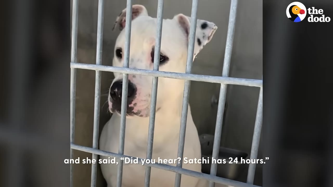 A white dog with black spots on its ears looks out from behind the metal bars of a kennel cage.