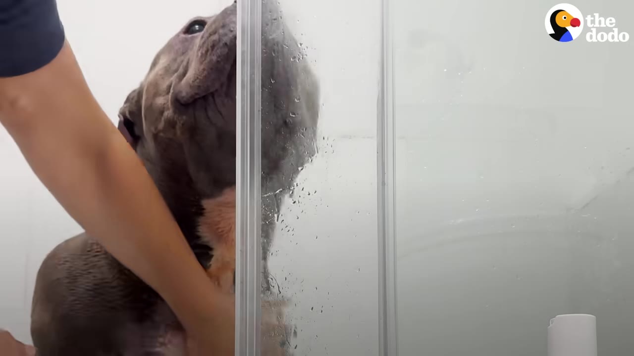 A gray pit bull stands in a shower behind a glass door with water droplets on it, while a person's arm reaches in to wash him.