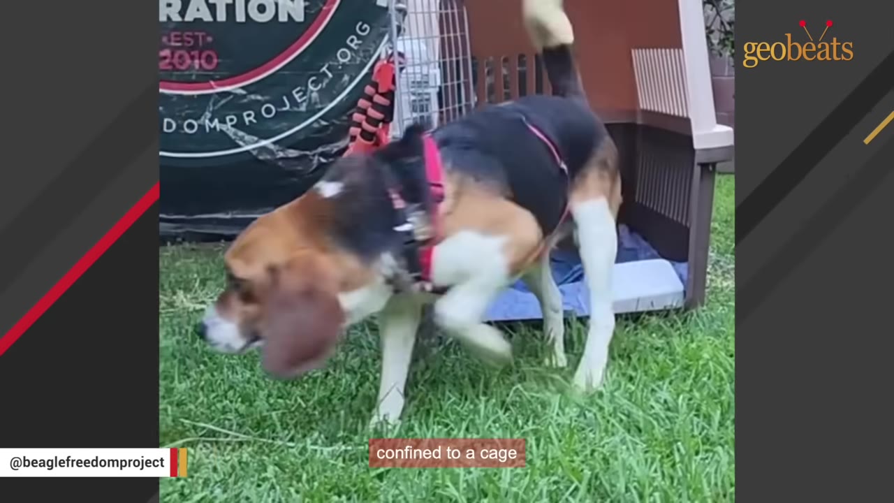 A beagle wearing a red harness steps out of a plastic pet carrier onto green grass.