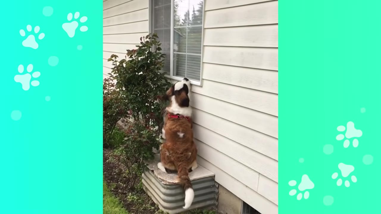 A brown and white dog wearing a red collar stands on its hind legs on a small platform to peer into a window on the side of a house.