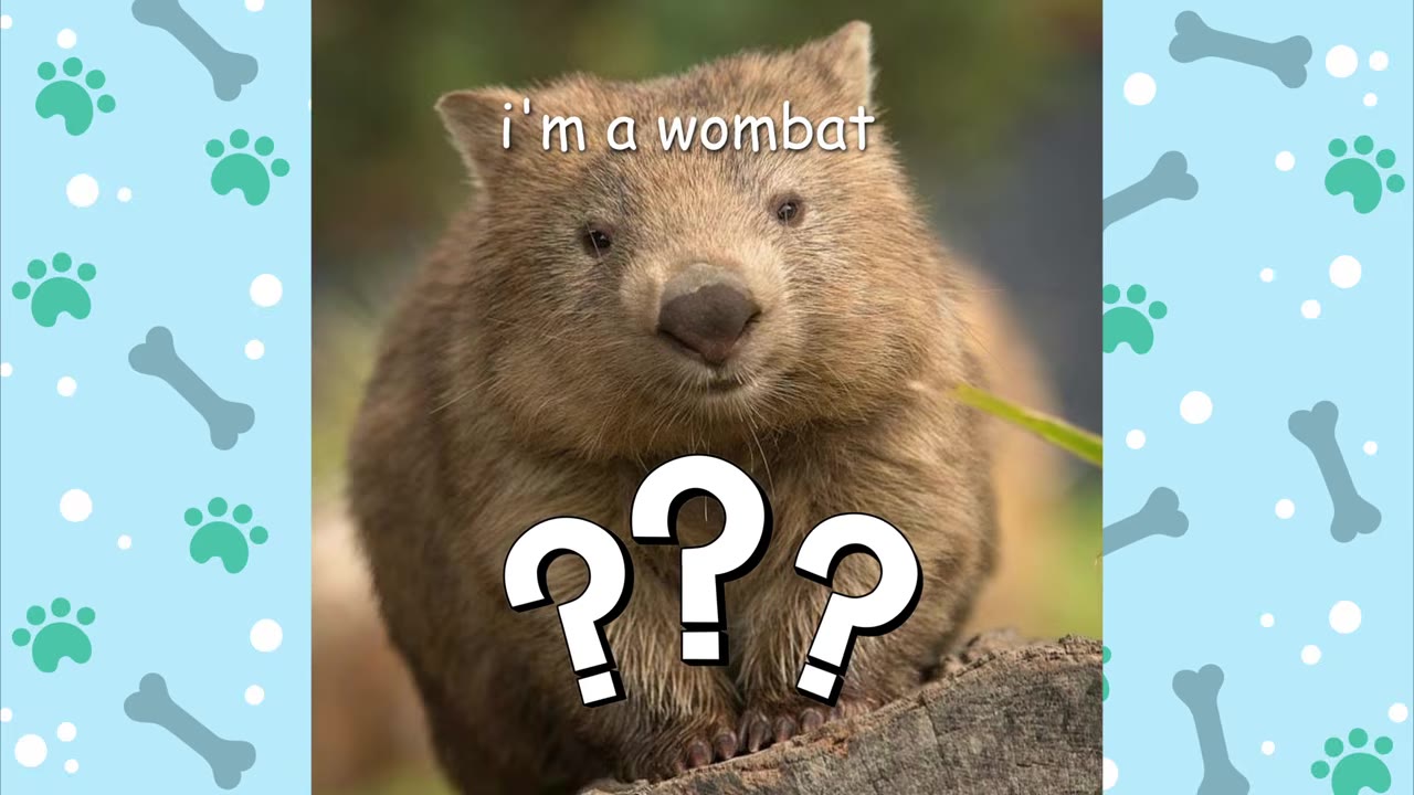 A close-up of a brown wombat looking forward, with the text 'i'm a wombat' above it and three large white question marks overlaid on its chest.