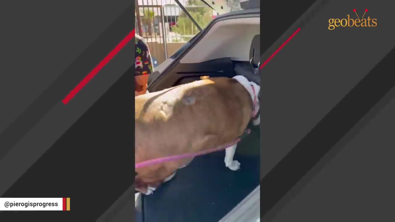 A large brown dog with a pink leash is guided into the open trunk of a white car.
