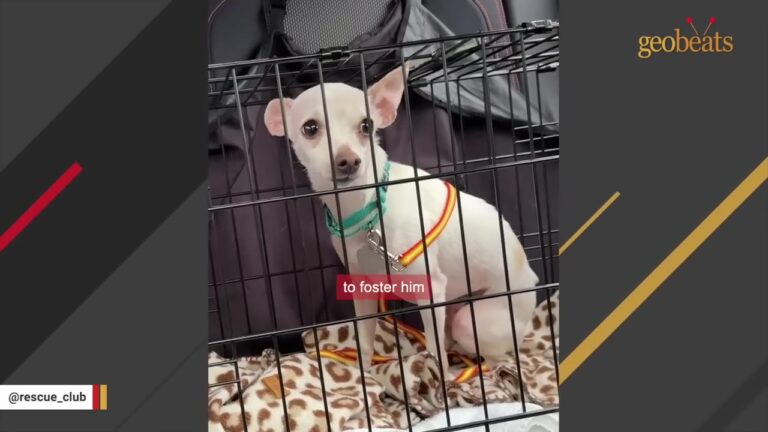 North Carolina Dog’s Microchip Led Shelter Staff To His Family, But Their Answer Was Crushing